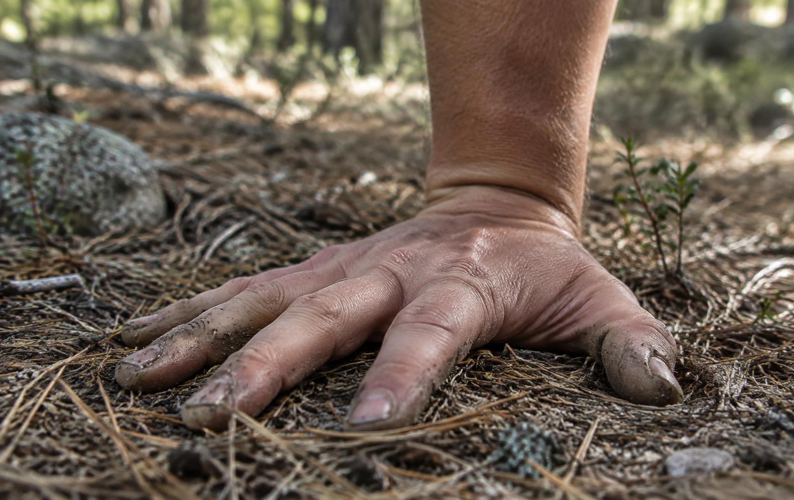 Mano apoyada en el suelo del bosque, sobre agujas de pino