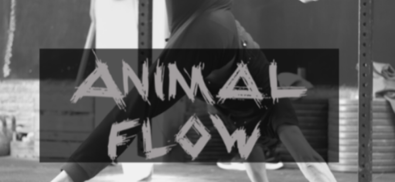 ANIMAL-FLOW-ACTIVIDADES-511x511